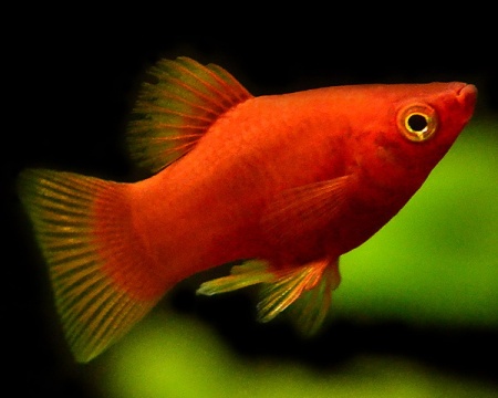 Пецилия красная (Xiphophorus maculatus red Platy)