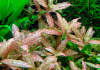 Гигрофила многосеменная ярко-розовый (Hygrophila polysperma Rosanervig)