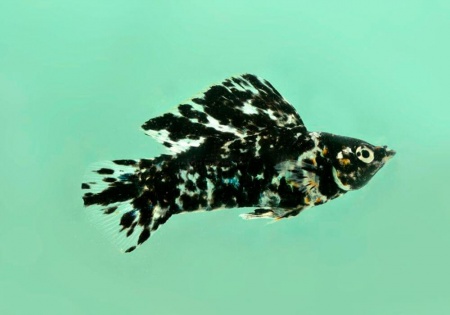 Моллинезия Долматинец парусный (Poecilia latipinna)