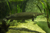Щука Алигаторная Миссисипский панцирник (лат. Atractosteus spatula) 67 см