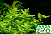 Bacopa serpyllifolia (sp. Japan) - Бакопа серпилифолия (японская) L173
