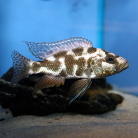 Цихлида Нимбохромис ливингстона (Nimbochromis livingstonii) Хаплохромис