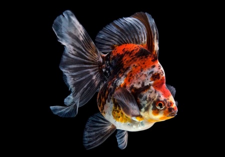 Риукин ситцевый с широким хвостом (Goldfish Ryukin calico broad tail)