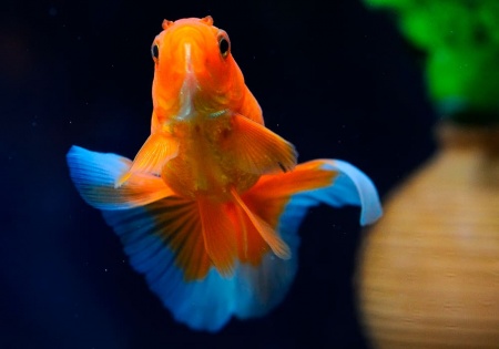 Риукин красный вуалехвостый  (Goldfish Ryukin red veiltail)