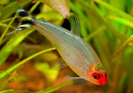 Родостомус, Тетра красноносая  (Hemigrammus rhodostomus, Hemmigrammus bleheri)
