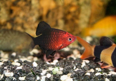 Барбус черный (Barbus nigrofasciatus)
