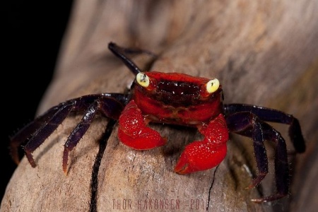 Краб Красный Дьявол (Geosesarma sp. hagen)