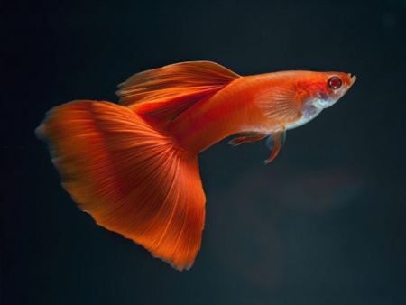 Гуппи полностью красный альбинос (Guppy Full Red albino)