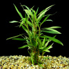 Гигрофила Ивалистная (hygrophila-salicifolia)