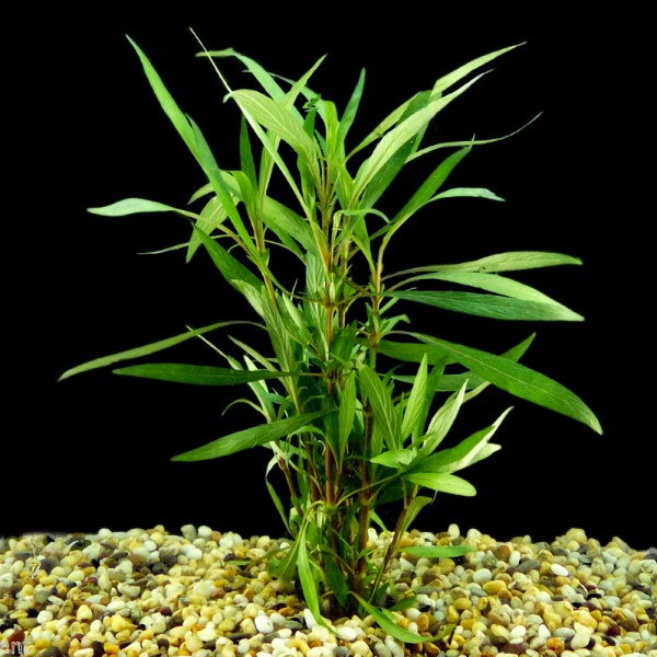 Гигрофила Ивалистная (hygrophila-salicifolia)