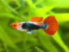 Гуппи Кои красная шапочка  (Guppy Koi RED Tuxedo) САМЕЦ