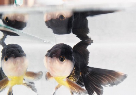 Оранда панда (Goldfish Oranda panda)