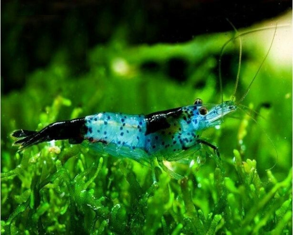Креветка Рили Голубая  Blue Rili Shrimp (Neocaridina davidi)