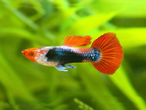 Гуппи Кои красная шапочка  (Guppy Koi RED Tuxedo) САМЕЦ