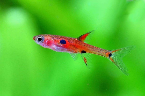 Микрорасбора макулата  (Boraras maculatus) 1,5-1,8 см
