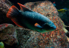 Гурами Гигантский Краснохвостый (Osphronemus laticlavius)