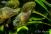 Барбус Ореихтис (Oreichthys crenuchoides)