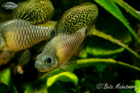 Барбус Ореихтис (Oreichthys crenuchoides)