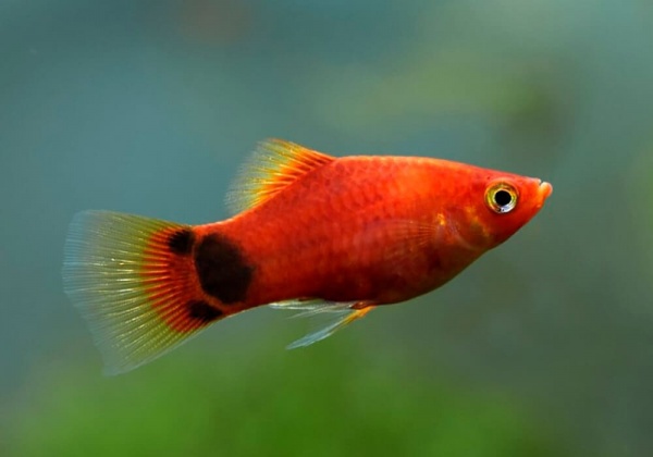 Пецилия красная Микки Маус  (Xiphophorus maculatus red Mickey Mouse Platy)