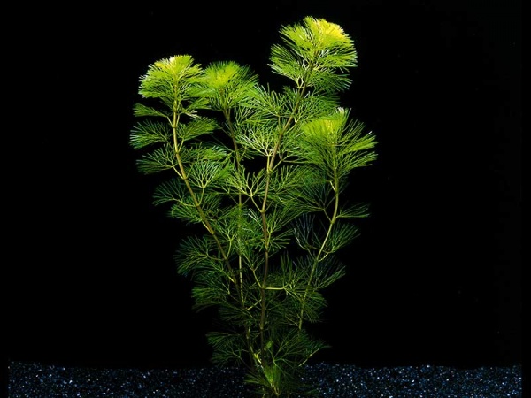 Кабомба зеленая вильчатая (Cabomba aquatica)