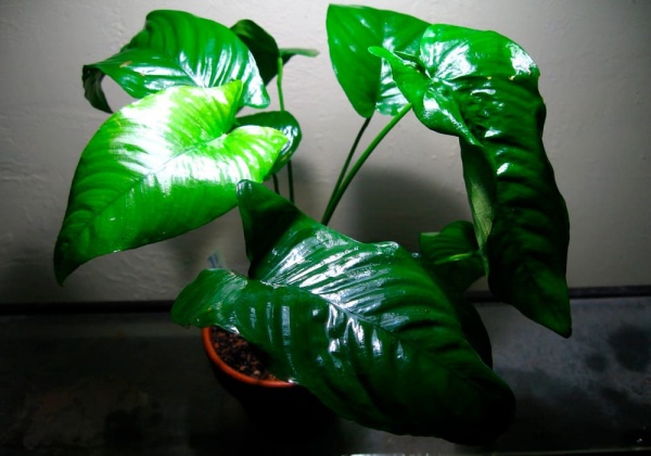 Анубиас Бартера каладиолистный (Anubias barteri var caladiifolia)
