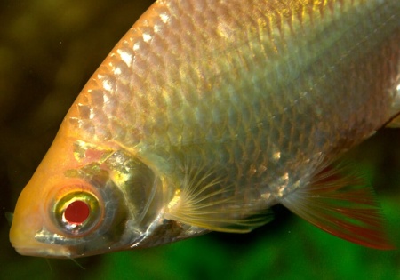 Барбус лещевидный золотой  (Barbus schwanefeldi albino) 2,5-3 см