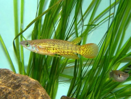 Аплохейлус линеатус (лат. Aplocheilus lineatus) Золотая щучка