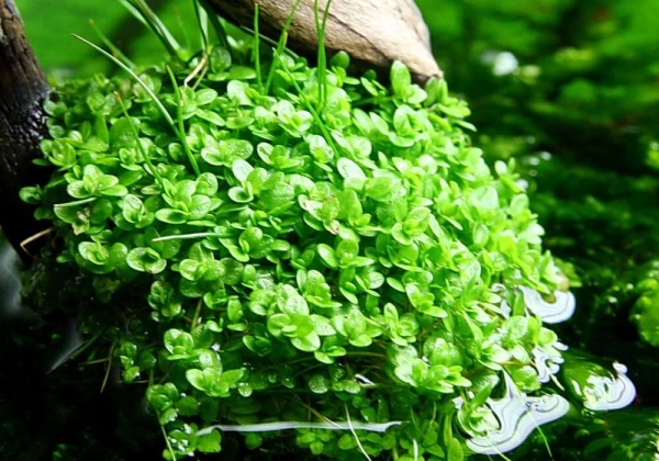Хемиантус Куба каллитрихоидес (Hemianthus callitrichoides Cuba)
