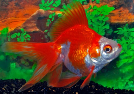 Риукин красно-белый с широким хвостом (Goldfish Ryukin red & white broad tail)
