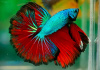 Петушок Халф Мун зеленый дракон самец (Betta splendens Halfmoon green dragon)