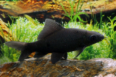 Лабео черный (Morulius chrysophekadion)