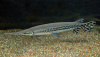 Щука Длинорылый Панцирник  (Lepisosteus osseus) 8-11 см