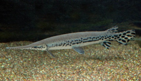 Щука Длинорылый Панцирник  (Lepisosteus osseus) 8-11 см