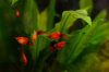 Пецилия красная чернохвостая (Xiphophorus maculatus red black tail)
