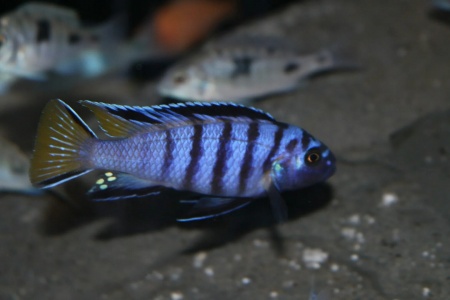 Цихлида Элонгатус псевдотрофеус Мпанга (pseudotropheus elongatus mpanga)