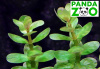 Ammannia sp. Bonsai- Аммания Бонсай L019