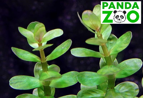 Ammannia sp. Bonsai- Аммания Бонсай L019