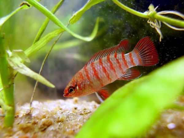 Бадис скарлет красный (Badis sp. Scarlet) мини рыбка 3 см