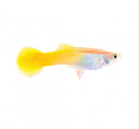 Гуппи желтый (Guppy Yellow)