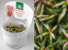 Аммания Изящная меристемная (Ammannia gracilis)