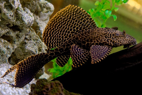 Сом Птеригоплихт парчовый (Pterygoplichthys Gibbiceps) 5 см.
