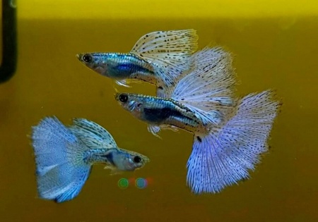 Гуппи голубая трава (Guppy Blue grass)