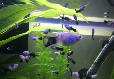 Пецилия панда (Xiphophorus maculatus panda Platy)