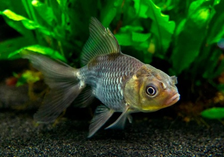 Оранда голубая (Goldfish Oranda blue)