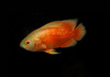 Цихлида Астронотус альбинос красный (astronotus-ocellatus-oscar-albino-red)