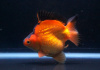 Риукин красно-черный (Goldfish Ryukin red-black )