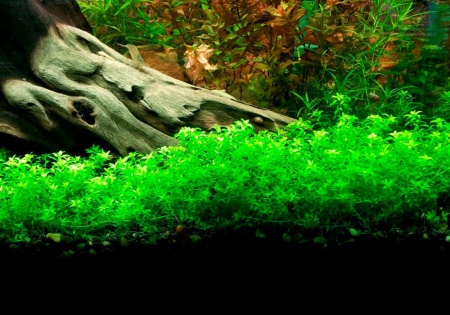 Хемиантус микрантемоидес (Hemianthus Micranthemoides)