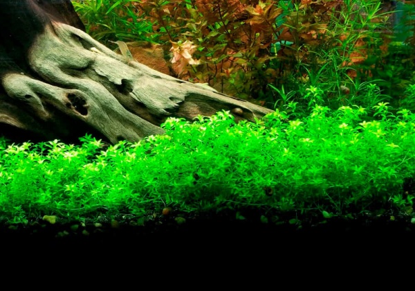 Хемиантус микрантемоидес (Hemianthus Micranthemoides)