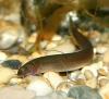 Акантофтальмус Блэк Яванский (Acanthophthalmus Pangio oblonga ) P.javanicus)