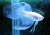 Петушок Вуалехвостый белый платиновый самец (Betta-splendens-platinum-Veiltail-white)